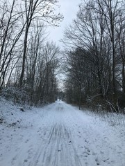 Obraz premium road in winter forest