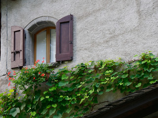 Fototapeta na wymiar vine on the wall of an italian house