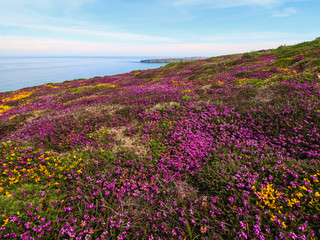 Obraz premium Purple Heather, Cliffs and Sea - Bedruthan Steps, Cornwall 