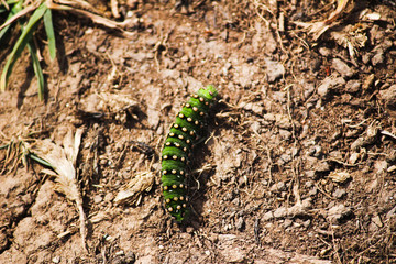 Emperor Moth Caterpillar - UK 