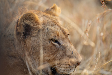 Sleeping male Lion
