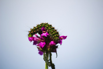 Emperor Moth Caterpillar - UK 