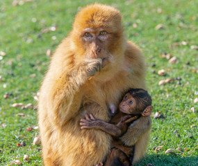 gibraltra monkey with her baby