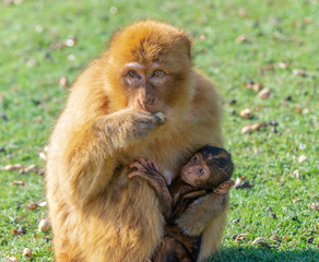 gibraltra monkey with her baby