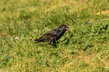 A starling holding a large earthworm in its yellow beak. Common Starling - Sturnus vulgaris. Common Starling found in the grass.
