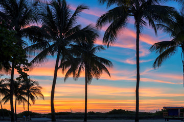 Silhouette of coconut palm trees on tropical beach at sunrise in Miami Beach, Florida.