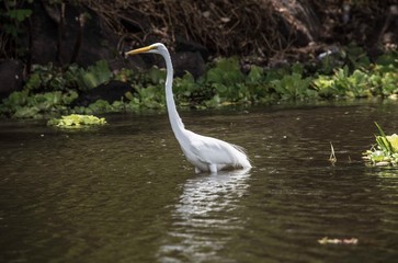 A great egret (Ardea alba), Lake Nicaragua, Nicaragua