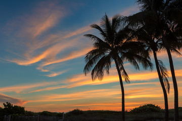 South beach with palm trees at spectacular sunrise in Miami Beach, Florida. Sunrise view with much copy space.