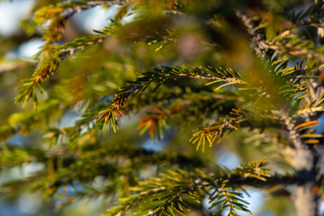 Green pine branch of a tree. Selectable focus on needles. Winter holidays.