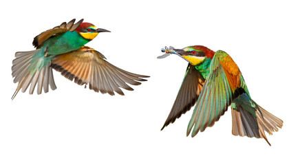 colorful birds in flight isolated on white