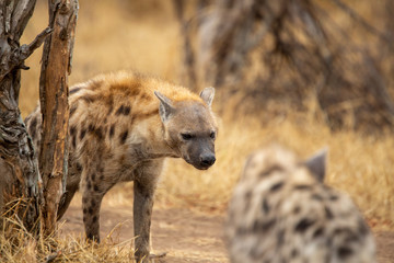 Clan of hyaena on the move