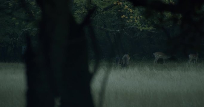 Some fallow deer eating in the british military training area Senne in Paderborn, Germany.