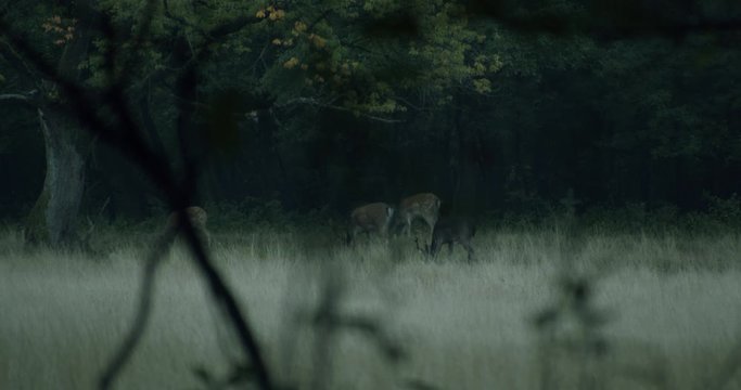 Some fallow deer eating in the british military training area Senne in Paderborn, Germany.