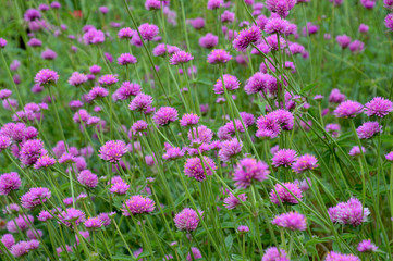 ピンク色の小さな花をたくさん咲かせたセンニチコウ