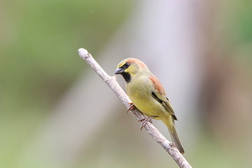 Bird on a branch