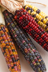 A bunch of colorful corn on the cob.