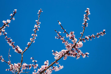 Pink blossom sakura flowers on a spring day in Japan., Beautiful flowering Japanese cherry - Sakura.