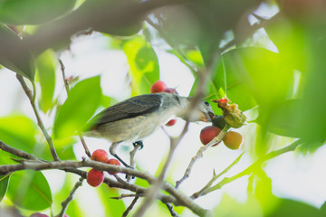 the litle bird eating in nature, the animal in wild