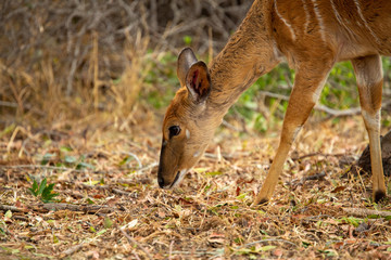 Female nyala looking for food on the floor during the dry time