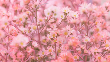 Fototapeta na wymiar pink flower blossom