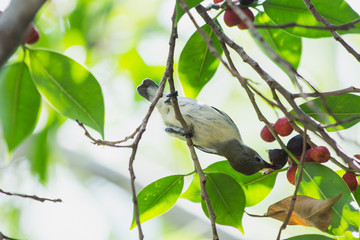 the litle bird eating in nature, the animal in wild