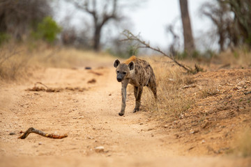 Clan of hyaena on the move