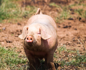 Farm Pig - UK