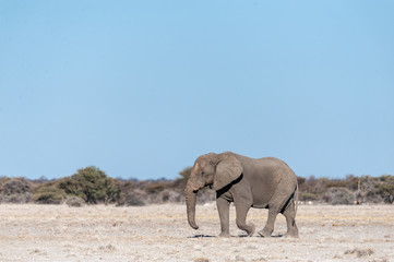 Fototapeta premium One big male African Elephant -Loxodonta Africana- walking down the plains of Etosha National Park.