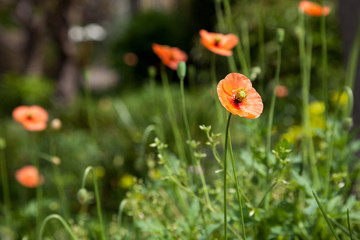 Poppy flowers field, summer beautiful landscape.