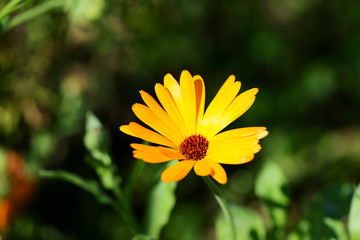 Bright orange calendula flower in a summer garden on a sunny day closeup