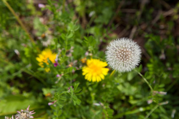 Dandelion, Dandelion flower in spring time,