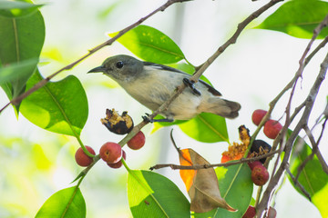 the litle bird eating in nature, the animal in wild