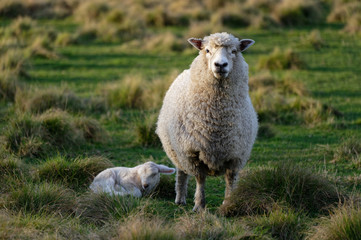 Fototapeta premium An attentive mother sheep looks at the camera while her lamb lies on the grass