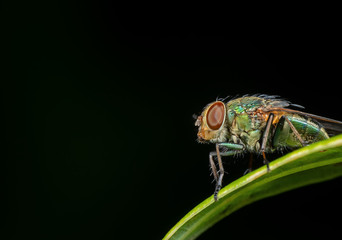 Macro Photo of Blowfly on Green Leaf Isolated on Black Background with Copy Space