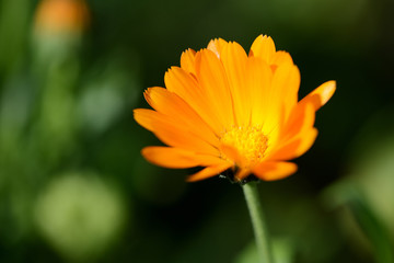 Bright orange calendula flower in a summer garden on a sunny day closeup