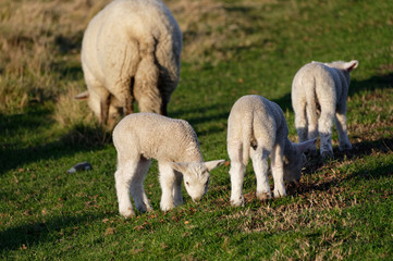 Obraz premium Lambs grazing in a paddock, a ewe is also grazing