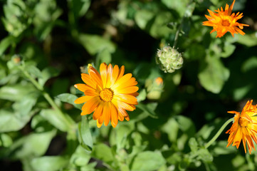 Bright orange calendula flower in a summer garden on a sunny day closeup