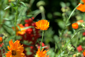 Bright orange calendula flower in a summer garden on a sunny day closeup
