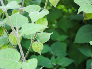 Physalis - Cape Gooseberry 