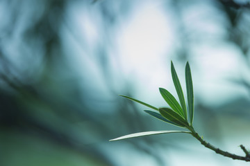 the plant leaf pattern close-up in nature, the leaf in nature abstract background