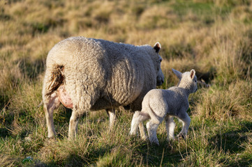 Obraz premium A mother sheep and her lamb, side by side
