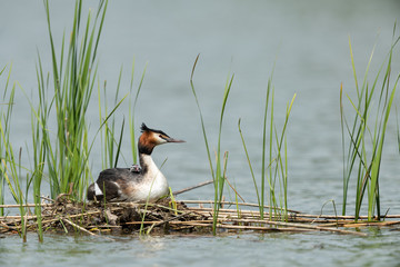 Great crested grebe sitting on the nest with young bird on the back