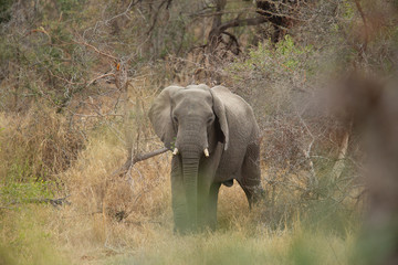 Fototapeta premium Young bull elephant with a damaged ear
