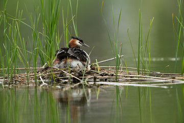 Great crested grebe sitting on the nest with young bird on the back