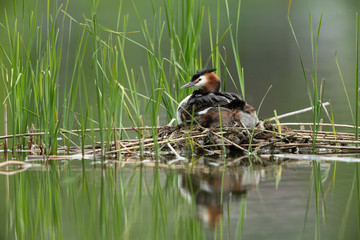 Great crested grebe sitting on the nest with young bird on the back