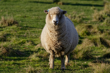 A ewe is looking straight at the camera while standing in a paddock