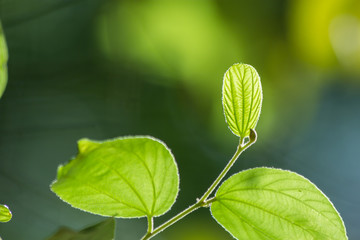 the plant leaf pattern close-up in nature, the leaf in nature abstract background
