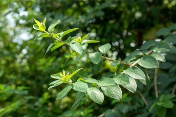 生い茂った木の枝の若芽