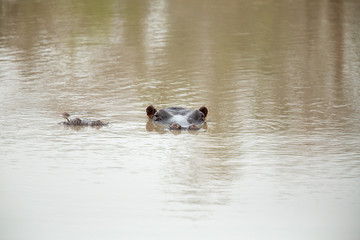Hippo staring out of the water