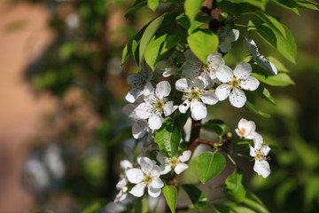 Blooming cherry tree in the garden. Cherry flowers close up.